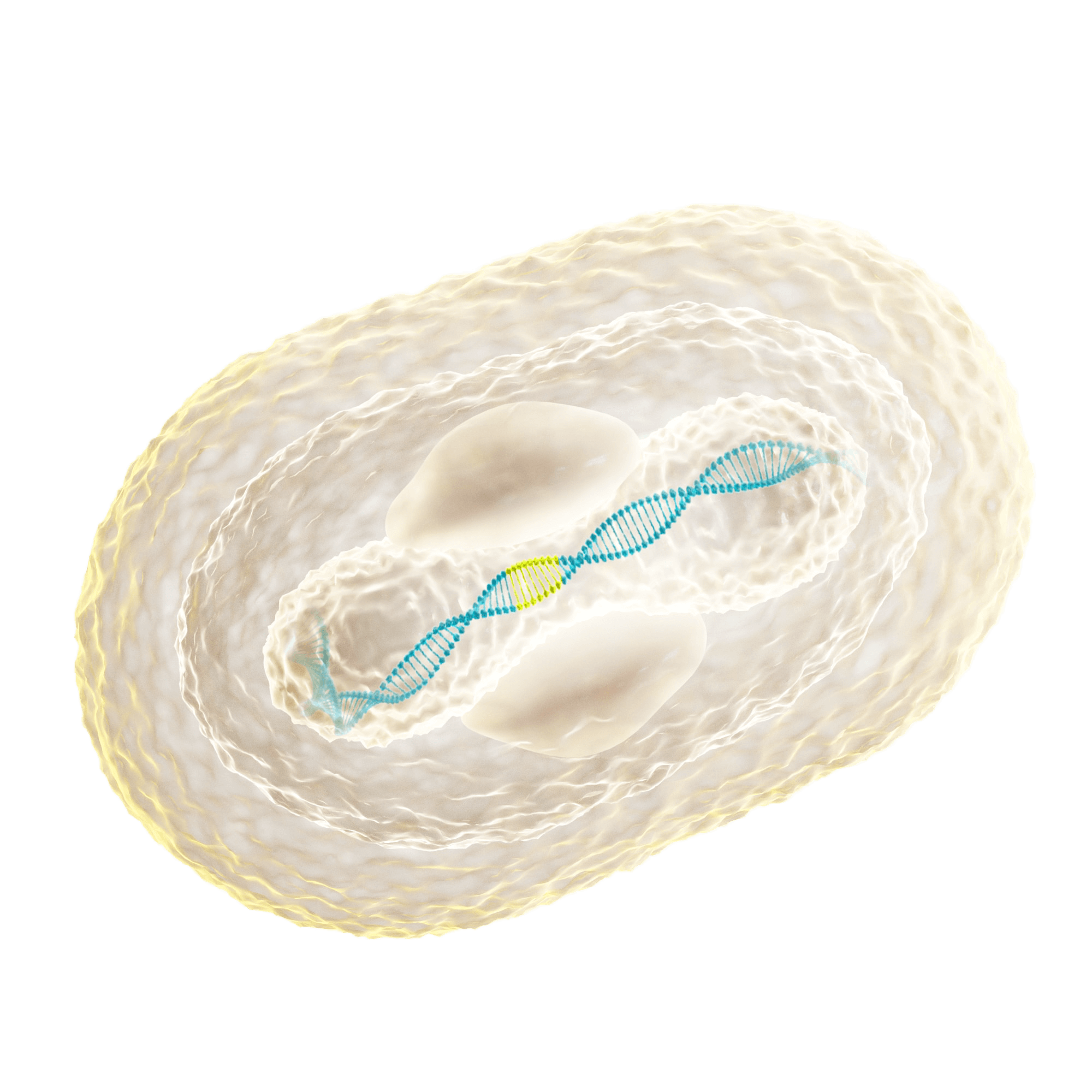 ViroMissile IDOV-Safe engineered oncolytic virus