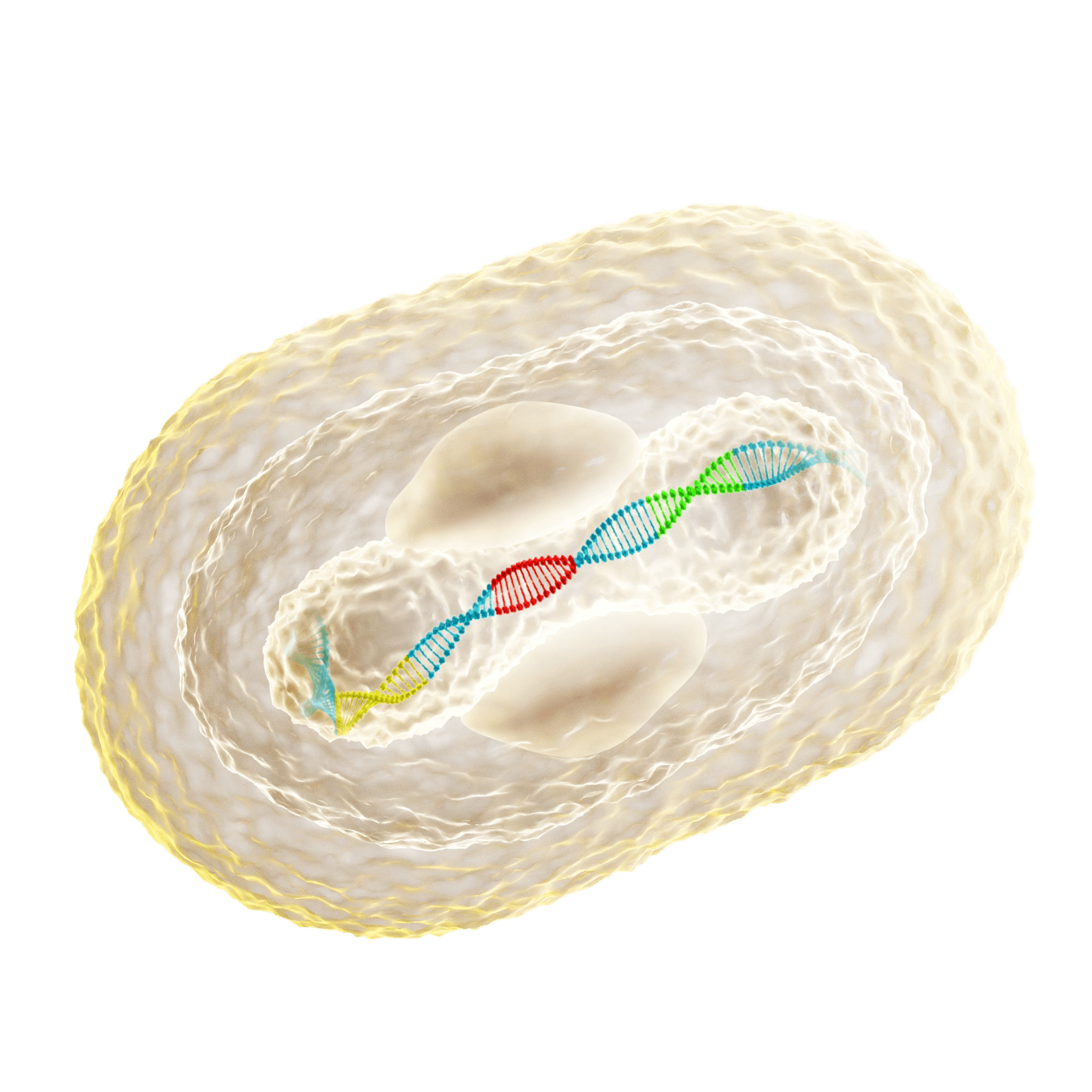 ViroMissile IDOV-Immune engineered oncolytic virus